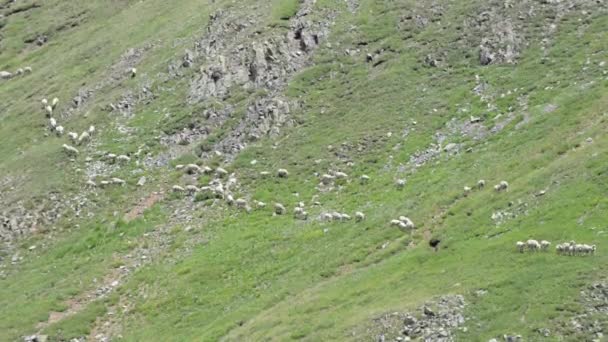 在科罗拉多山脉放牧的家畜绵羊 — 图库视频影像