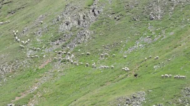 Pecuária Ovelha Grazing Colorado Montanhas — Vídeo de Stock