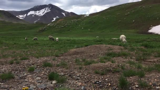 Вівці Grazing Високим Горах Колорадо — стокове відео