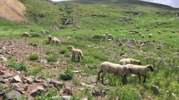 Sheep Grazing Alta Nas Montanhas Colorado — Vídeo de Stock