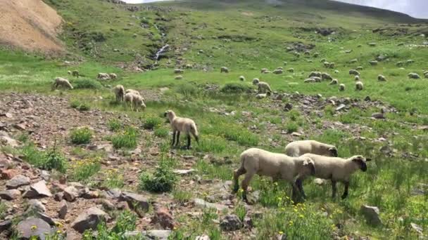 Pastvě ovcí vysoké v pohoří Colorado 