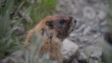 Sarı göbekli bir sıçan Marmota flaviventris yakın çekim
