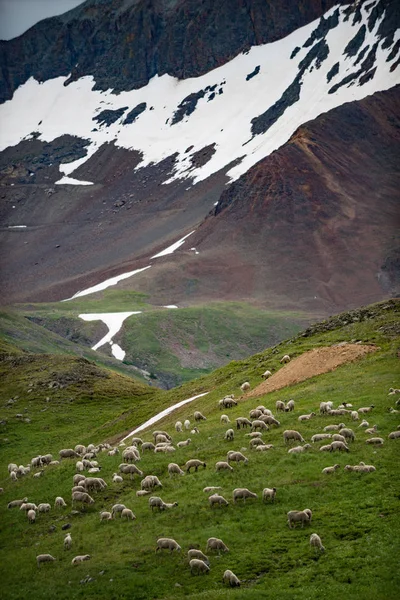 Bétail Pâturage Moutons Dans Les Montagnes Colorado — Photo
