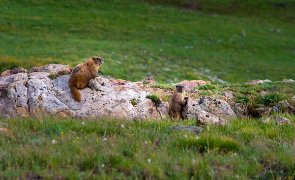 Marmota Barriga Amarela Marmota Flaviventris — Fotografia de Stock