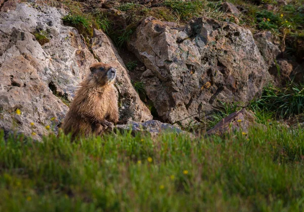 臆病マーモット Marmota Flaviventris — ストック写真