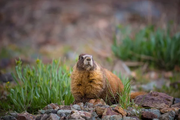 Marmotta Dal Ventre Giallo Marmota Flaviventris Guarda Direttamente Nella Fotocamera — Foto Stock