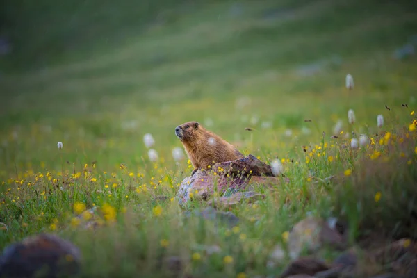 Marmotta Dal Ventre Giallo Marmota Flaviventris — Foto Stock