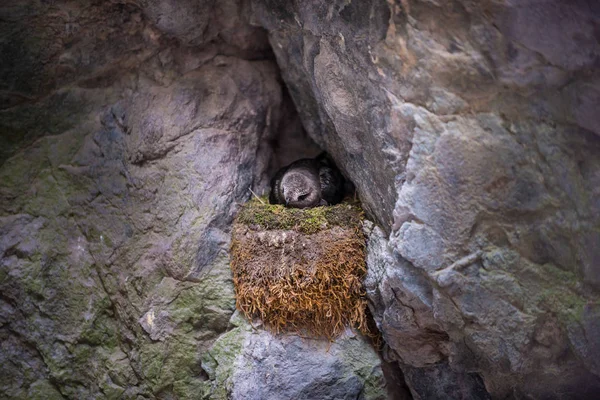 Golondrina Pájaro Nido Box Canyon Colorado Ouray — Foto de Stock