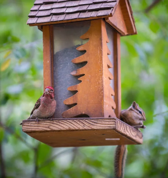 Červená Finch Veverky Ptačí Krmítko — Stock fotografie