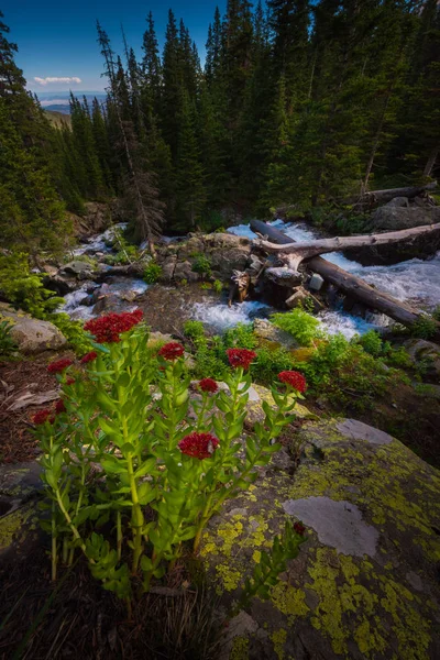 East Fork Dallas Creek Sneffels Área Salvaje Cerca Blue Lakes —  Fotos de Stock