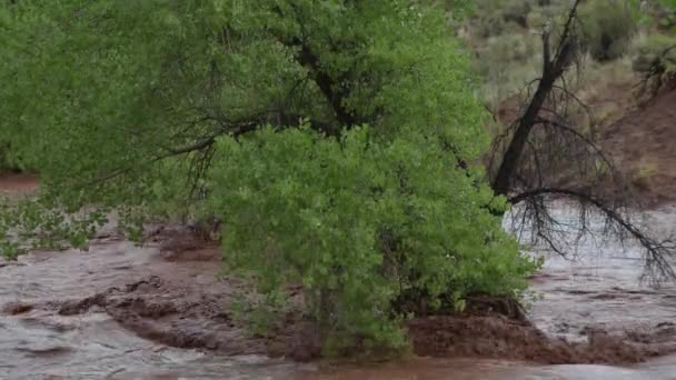 风暴流经峡谷地针区犹他州美国后的闪光洪水水域 — 图库视频影像