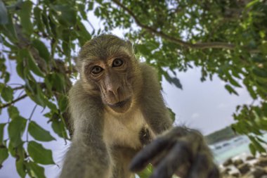 Yengeç yiyen makak Macaca fascicularis olarak da bilinen uzun kuyruklu makak