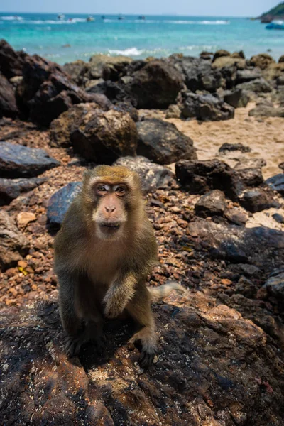 Καβούρι Φαγητό Μακάκος Macaca Fascicularis Επίσης Γνωστή Μακροπρόθεσμη Ουρά Μακάκος — Φωτογραφία Αρχείου