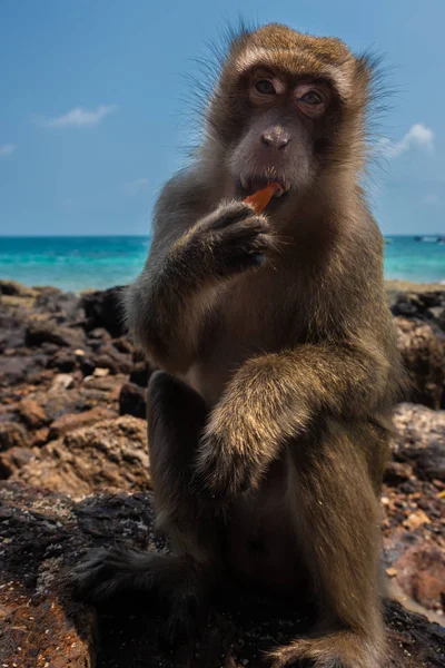 Крабоедный Макак Macaca Fascicularis Известен Длиннохвостый Макак — стоковое фото