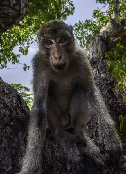 Крабоедный Макак Macaca Fascicularis Известен Длиннохвостый Макак — стоковое фото