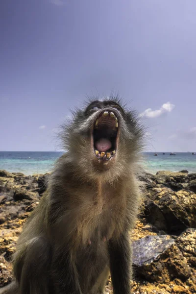 Крабоедный Макак Macaca Fascicularis Известен Длиннохвостый Макак — стоковое фото