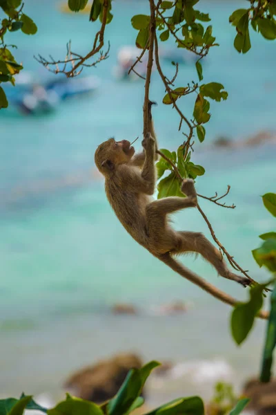 Macaco Come Cangrejos Macaca Fascicularis También Conocido Como Macaco Cola —  Fotos de Stock