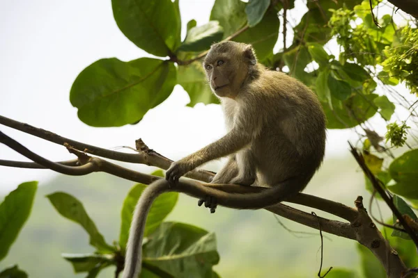 Macaco Come Cangrejos Macaca Fascicularis También Conocido Como Macaco Cola —  Fotos de Stock