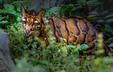Bulutlu leopar Neofelis nebulosa