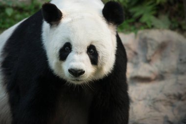 Dev Panda Ailuropoda melanoleuca