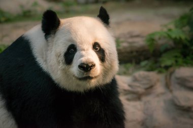 Dev Panda Ailuropoda melanoleuca