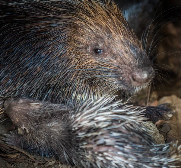 Baby porcupine nursing of it's mother's breast close-up — Stock Photo, Image