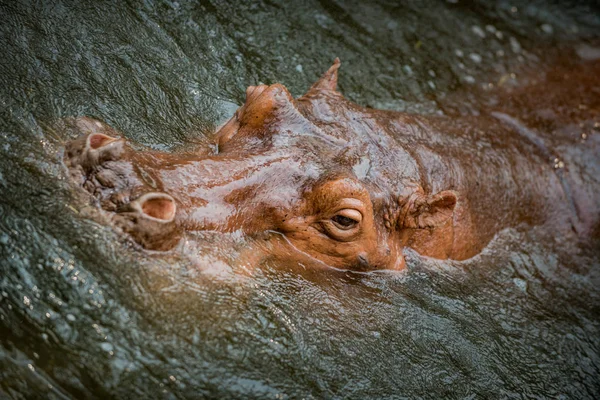 Hippopotamus submerged in the water close-up of it's head — Stock Photo, Image