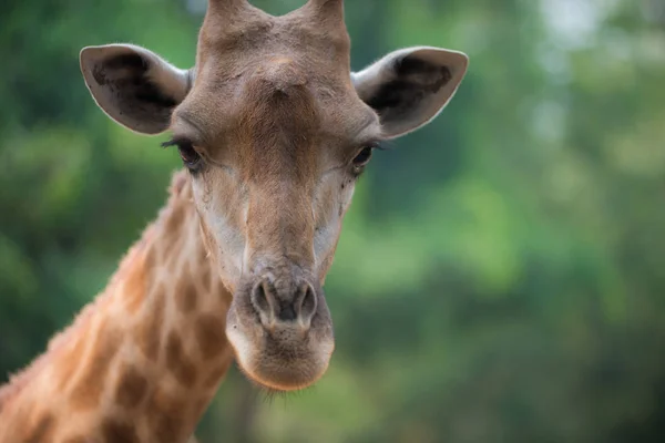 Giraffe blickt direkt in die Kamera — Stockfoto