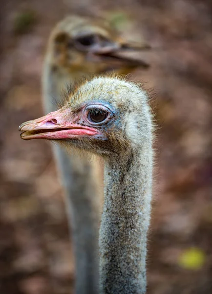 Common Ostrich Struthio camelus — Stock Photo, Image