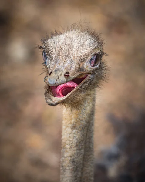常见的鸵鸟 Struthio 骆驼与它的嘴开放和可见 — 图库照片