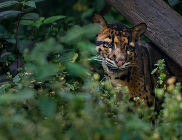 Clouded Leopard Neofelis nebulosa — Stockfoto