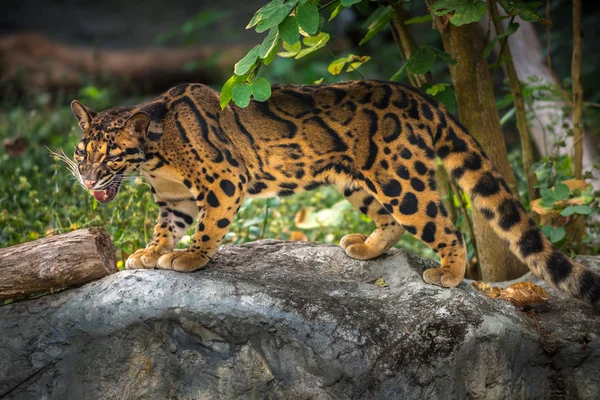 Levhart Leopard Neofelis nebulosa — Stock fotografie