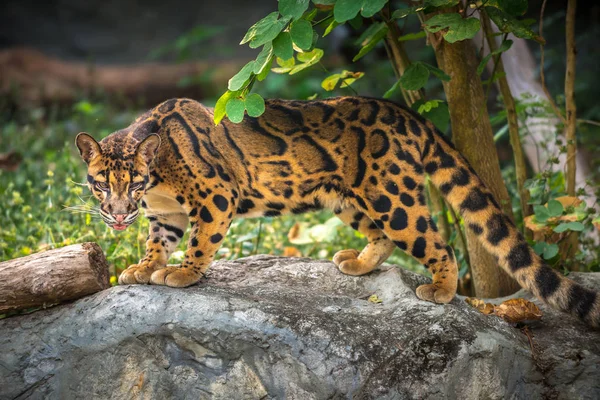 Chmurzy Leopard bazalną — Zdjęcie stockowe