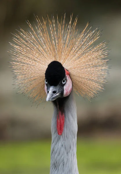 De grijze gekroonde kraan Balearica regulorum kijkt naar de cam — Stockfoto