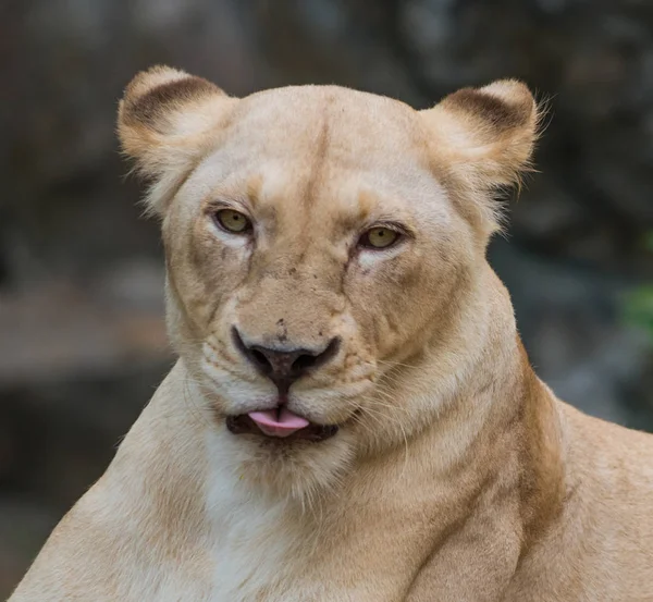 Leona Panthera leo Retrato Primer plano — Foto de Stock
