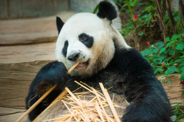 De Giant Panda Ailuropoda melanoleuca — Stockfoto