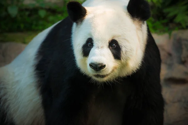 Гигантская панда Ailuropoda melanoleuca — стоковое фото