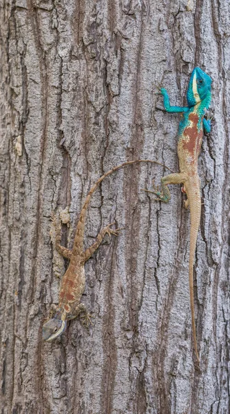 Calotes mystaceus, the Indo-Chinese forest lizard or blue creste — Stock Photo, Image