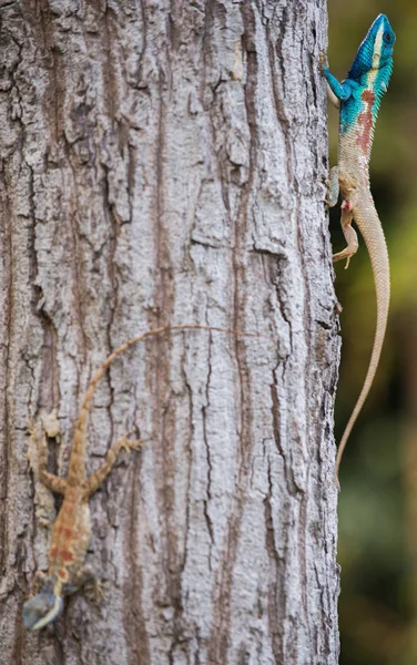 Calotes mystaceus, the Indo-Chinese forest lizard or blue creste — Stock Photo, Image