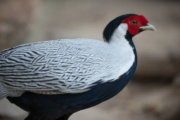 Silver Pheasant Male Side View — Stock Photo, Image