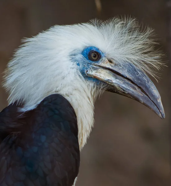 The white-crowned hornbill Berenicornis comatus — Stock Photo, Image