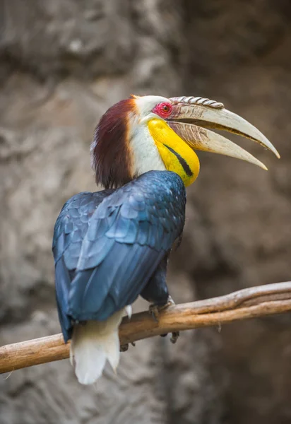 Wreathed Hornbill Bird Rhyticeros undülatus — Stok fotoğraf