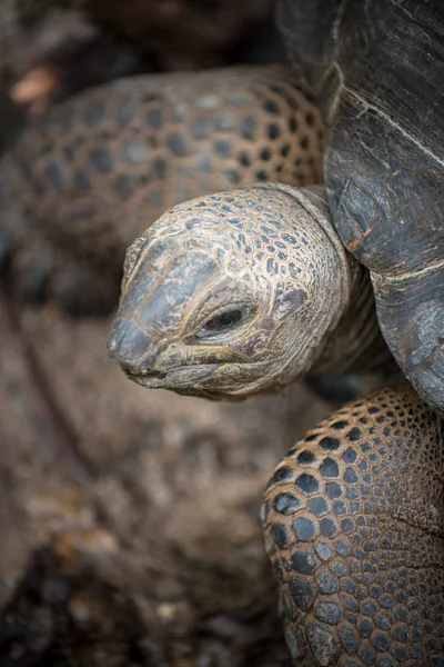 Cabeza de tortuga gigante de Galápagos de cerca composición vertical — Foto de Stock