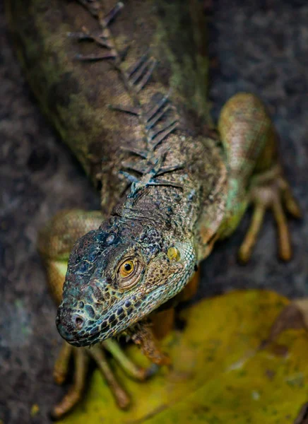 Iguana profundidade rasa de campo com foco no olho — Fotografia de Stock