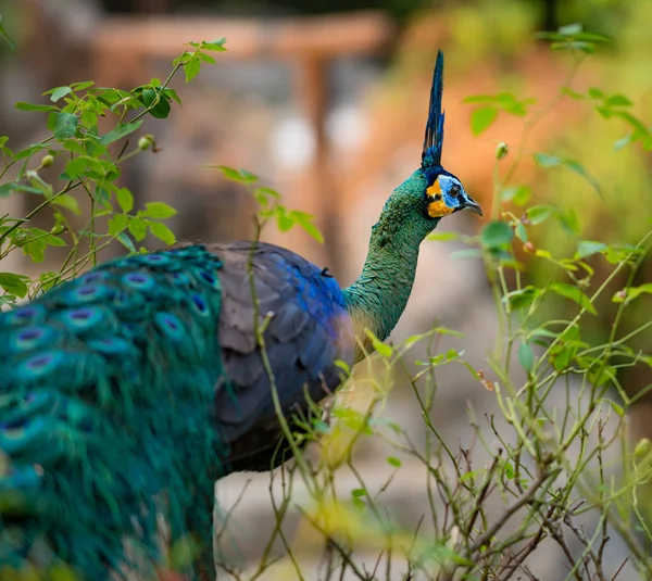 또한 자바 공작로 알려진 녹색 공작 pavo 무 티커 — 스톡 사진