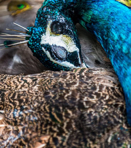 Sleeping Peacock — Stock Photo, Image