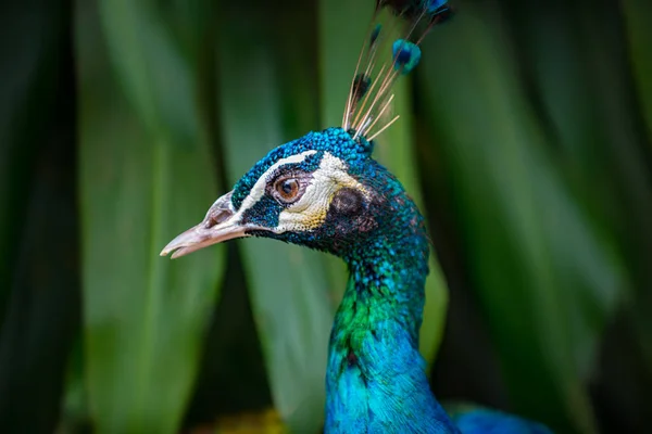 Peacock Bird Close-up — Stock Photo, Image