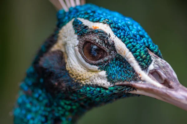Pavo real pájaro primer plano —  Fotos de Stock