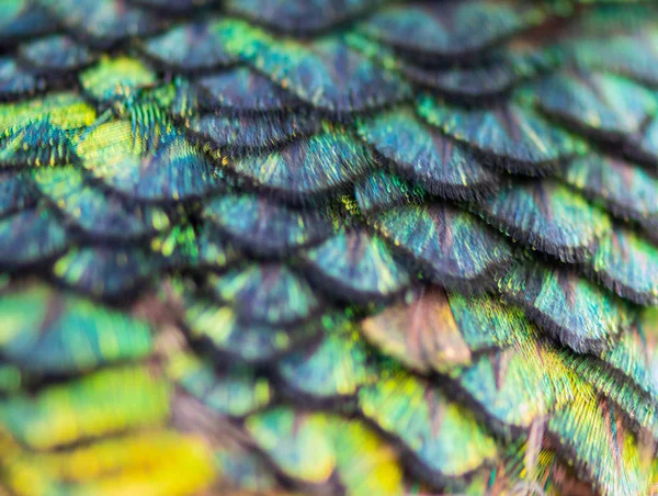 공작의 깃털 무늬 — 스톡 사진