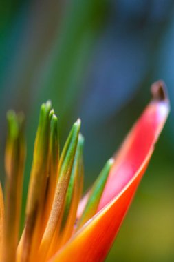 Cennet çiçeği kuşu, Strelitzia reginae yakın çekim